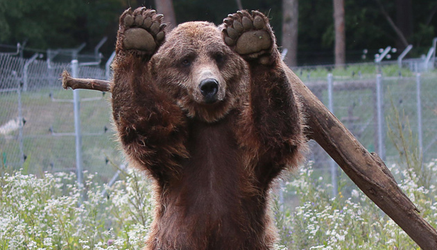 Ведмежий Притулок «Домажир».