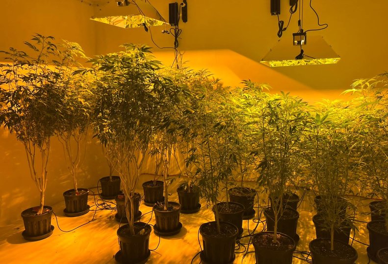 У селі біля Львова поліція вилучила 800 кущів конопель у 37-річного айтішника.