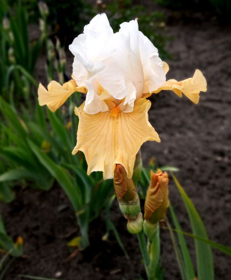 Парад півників у Львові. Фото: Ботанічний сад ЛНУ ім.І.Франка.