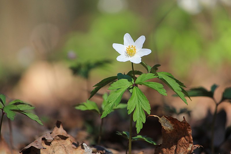На Львівщині розпочався сезон масового цвітіння анемони