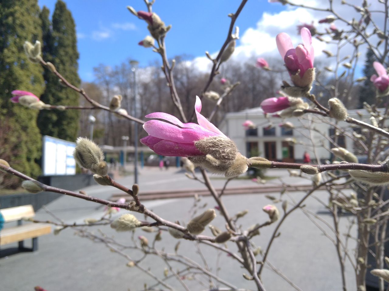 У Трускавці заквітли магнолії – фото і відео.
