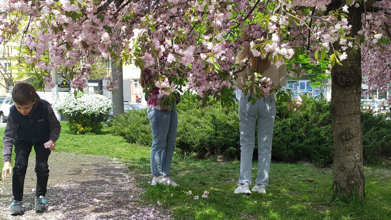 У Львові розпочався сезон цвітіння саку.