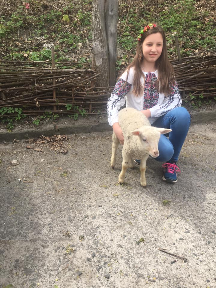 У Львові бус «загубив» ягня, яке везли на шашлик.
