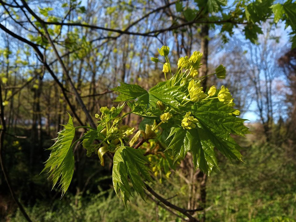 Якщо у теплий сонячний день зауважили, що клен &laquo;плаче&raquo; і виділяє крапельки води в місцях прикріплення листків до стебла, то тримайте парасолю напоготові.