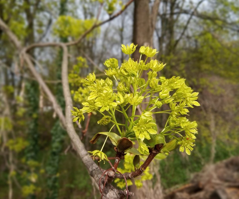 На відміну від сакур чи магнолій, клени чомусь отримують мало уваги він львів&rsquo;ян.