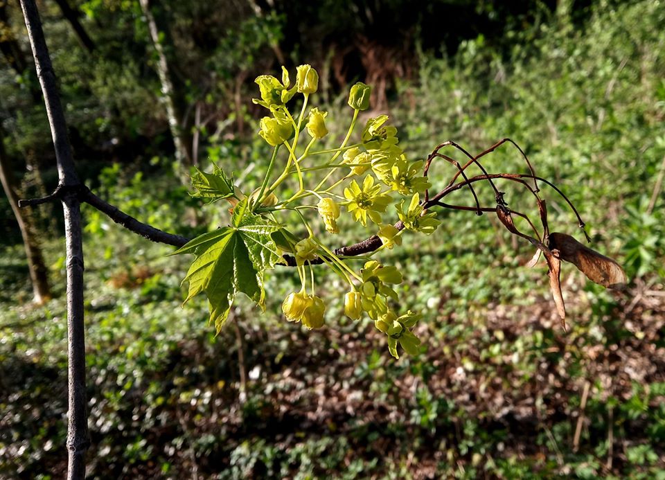 Весна у місті Лева.