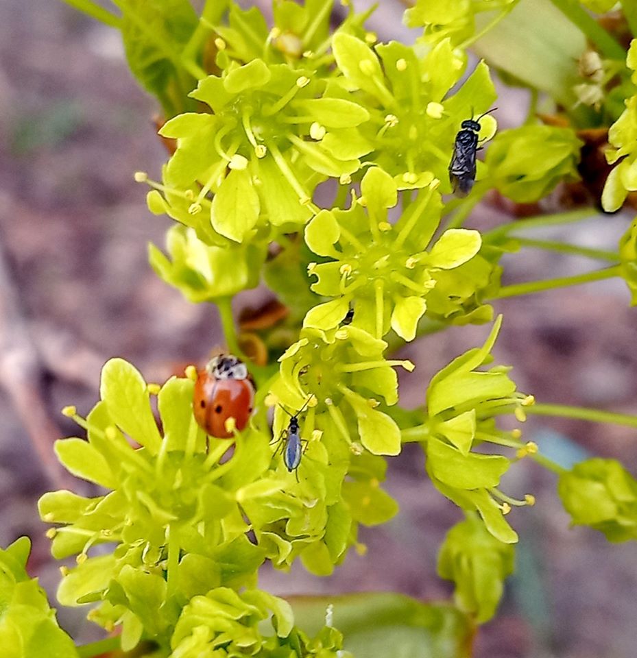 У Львові заквітли дерева-синоптики.