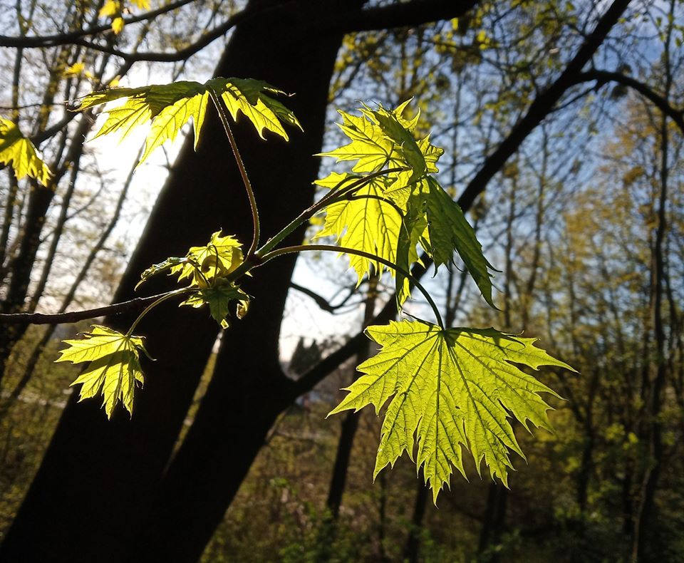 Весна 2020. Клени у Ботанічному саду Львова.