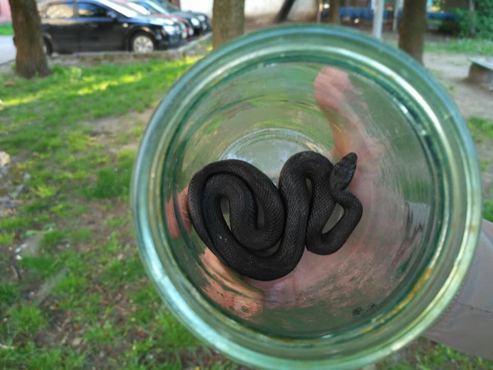 Вирушаючи у ліс краще взувати високе, щільне взуття. Фото: Андрій Кийко.