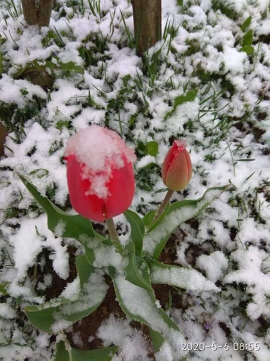 Тюльпани в снігу. Фото Світлана Асланова.