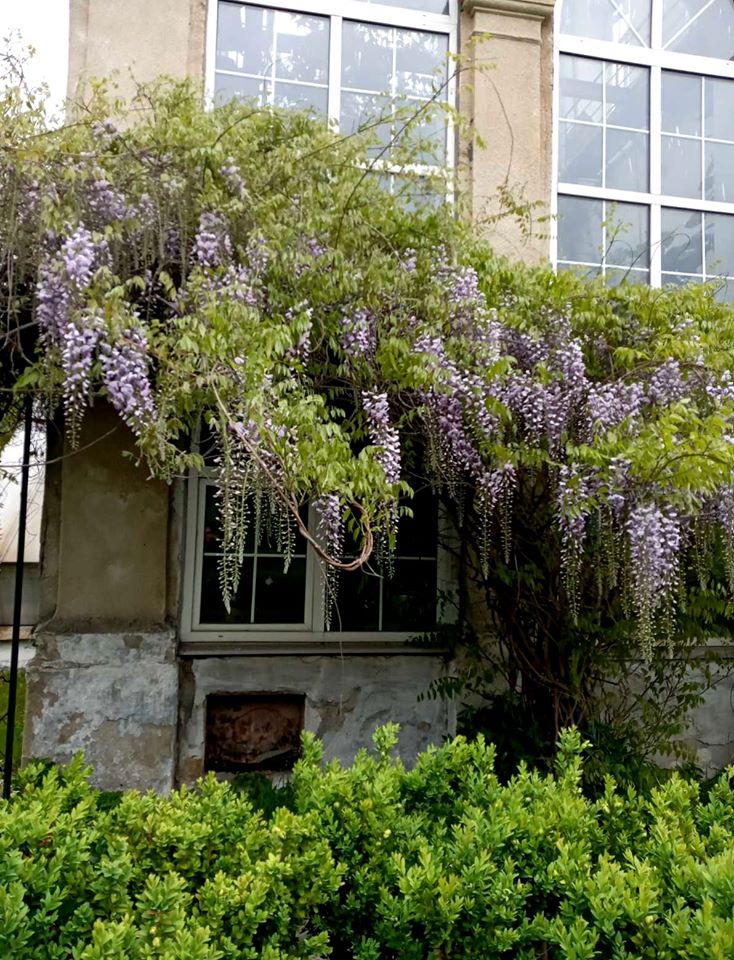 У Львові заквітла королева ліан. Фото: Ботанічний сад ЛНУ ім.І.Франка.