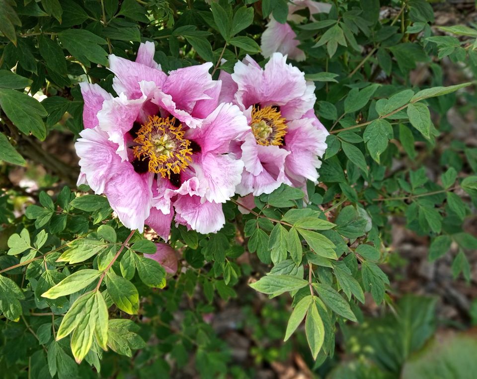 У львівському ботсаду заквітли кущові півонії. Фото: Ботанічний сад ЛНУ ім.І.Франка.  