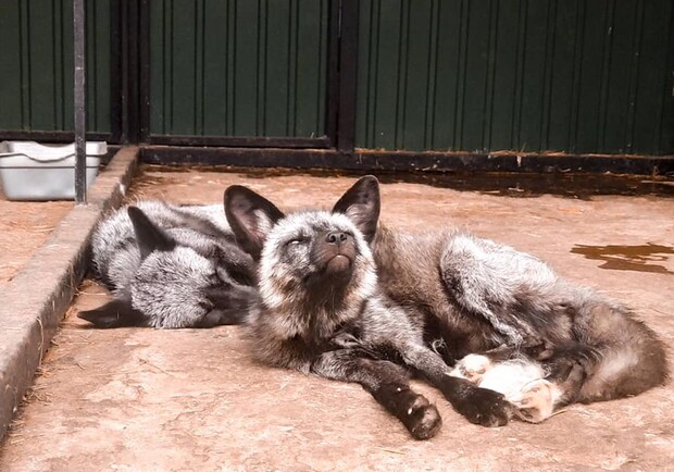 Фото: facebook.com/Домівка Врятованих Тварин