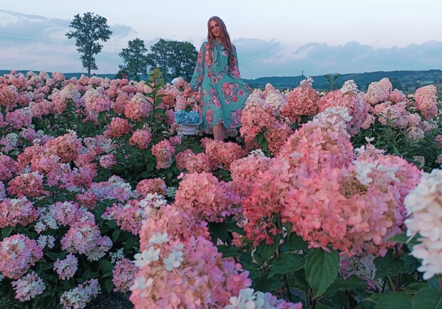 Гортензієві поля біля Львова.