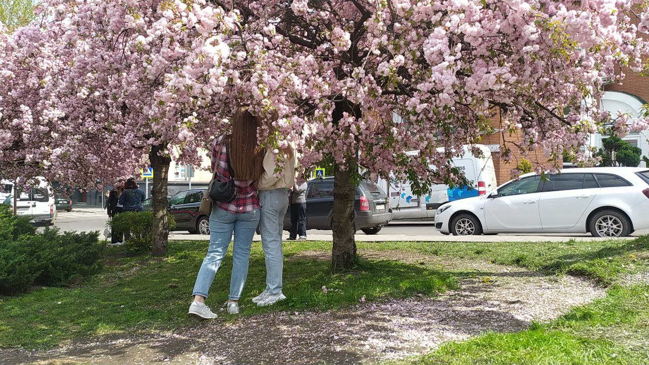 Сакури на Зеленій у Львові.
