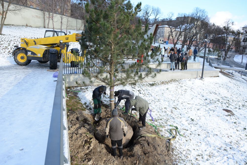 Меморіал пам&rsquo;яті Героїв Небесної Сотні у Львові засадили соснами