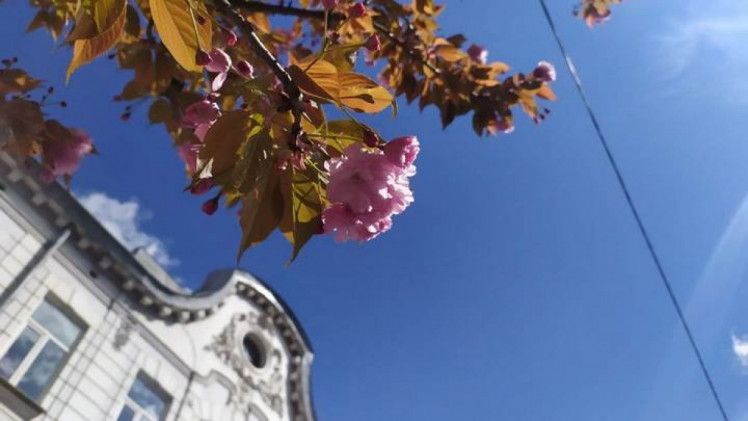 Сакури на Городоцькій у Львові.