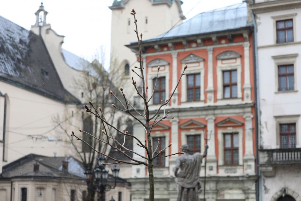 Мер Львова та тимчасово повірена у справах США в Україні посадили під ратушею каштан. Фото: Львівська міськрада.