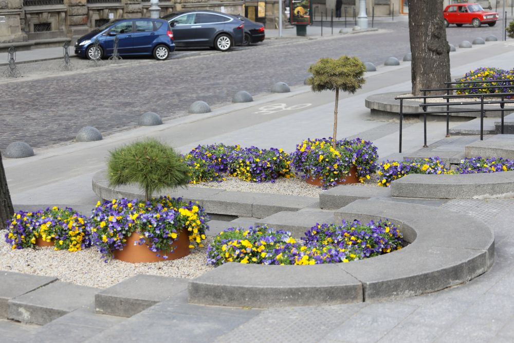 Святковий Львів заквіт тисячами барвистих братчиків 