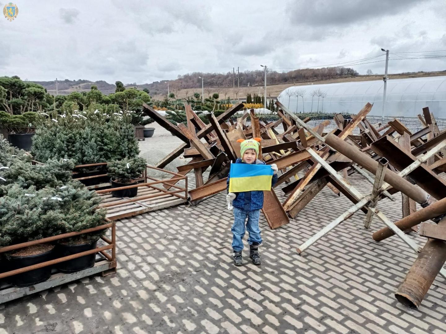 Найбільше лавандове поле Львівщини почало "вирощувати" протитанкові їжаки.