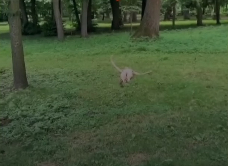 У Стрийському парку у Львові гола жінка нападала на перехожих. Фото: скріншот із відео