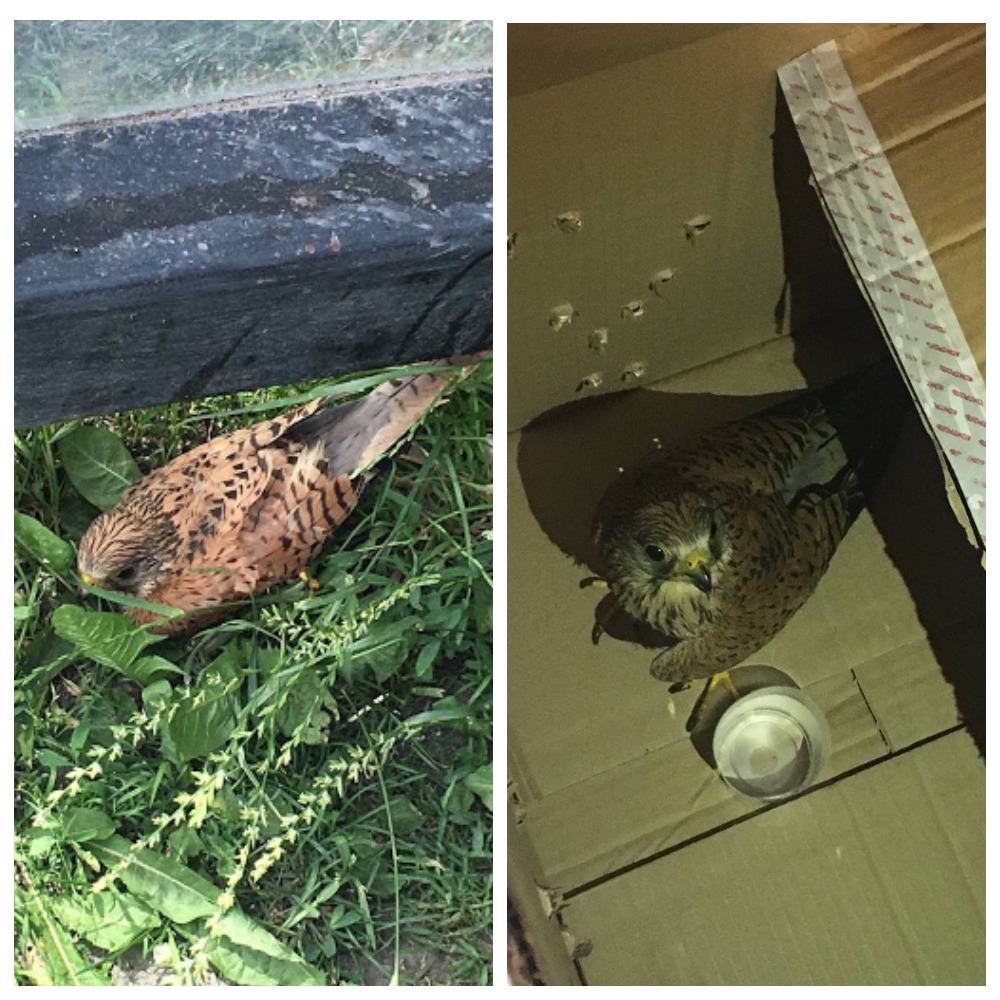 Працівники Цитрусу врятували сокола