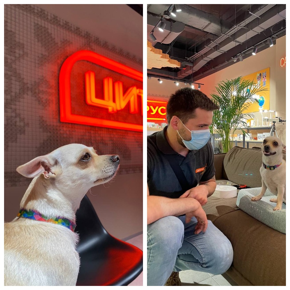 Працівники Цитрусу приєдналися до щорічної акції "Візьми собаку на роботу"