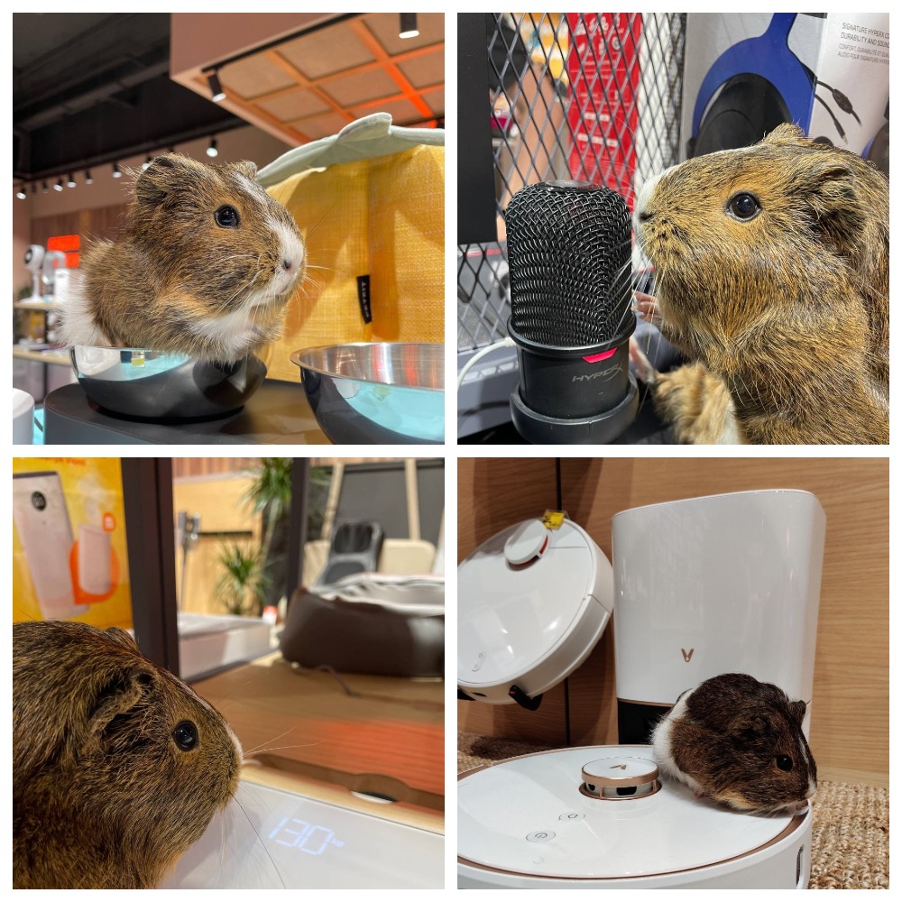 Працівники Цитрусу врятували сокола і приєдналися до щорічної акції "Візьми собаку на роботу"