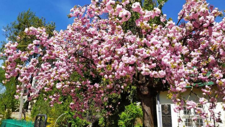 Сакури на Пекарській у Львові.