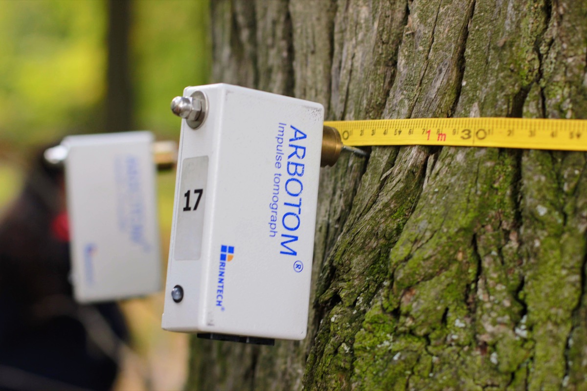 Львів придбає пристрій для аналізу дупл у деревах.