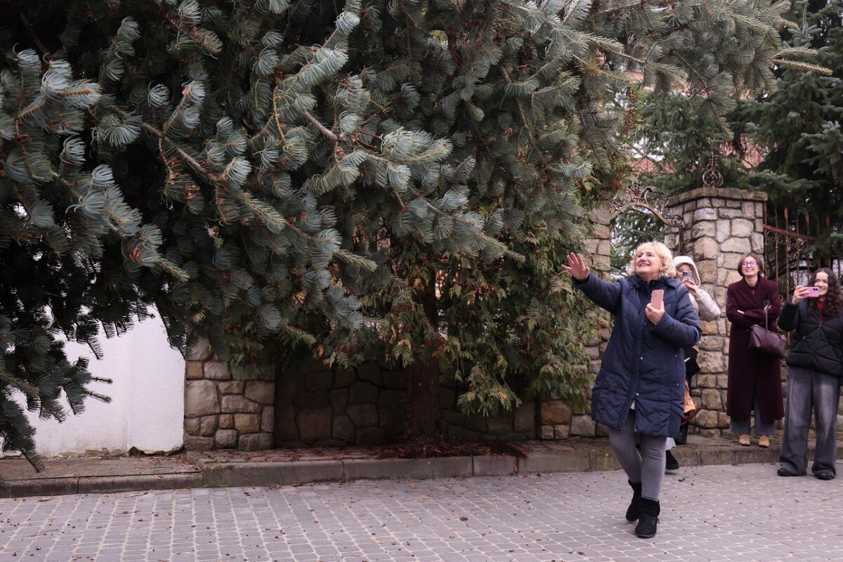 У Львові встановили головну різдвяну ялинку: історія дерева.