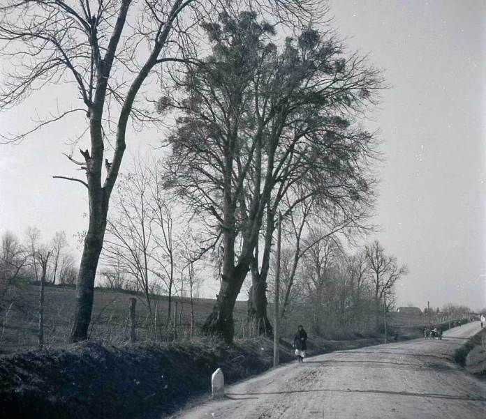 Дороги у Львові 100 років тому: у мережу виклали старі фото. Фото: Фотографії старого Львова
