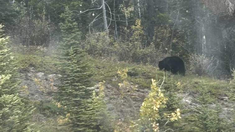 Неподалік Львова помітили ведмедя.