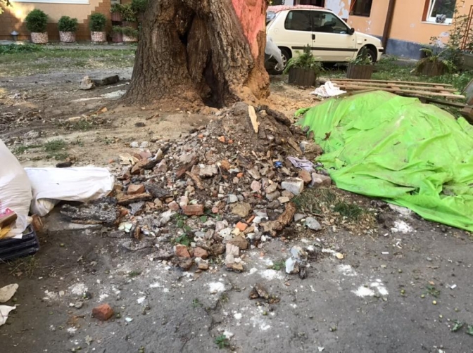 На Шептицьких лікують 450-річний хворий дуб. Фото: Олександра Сладкова. 