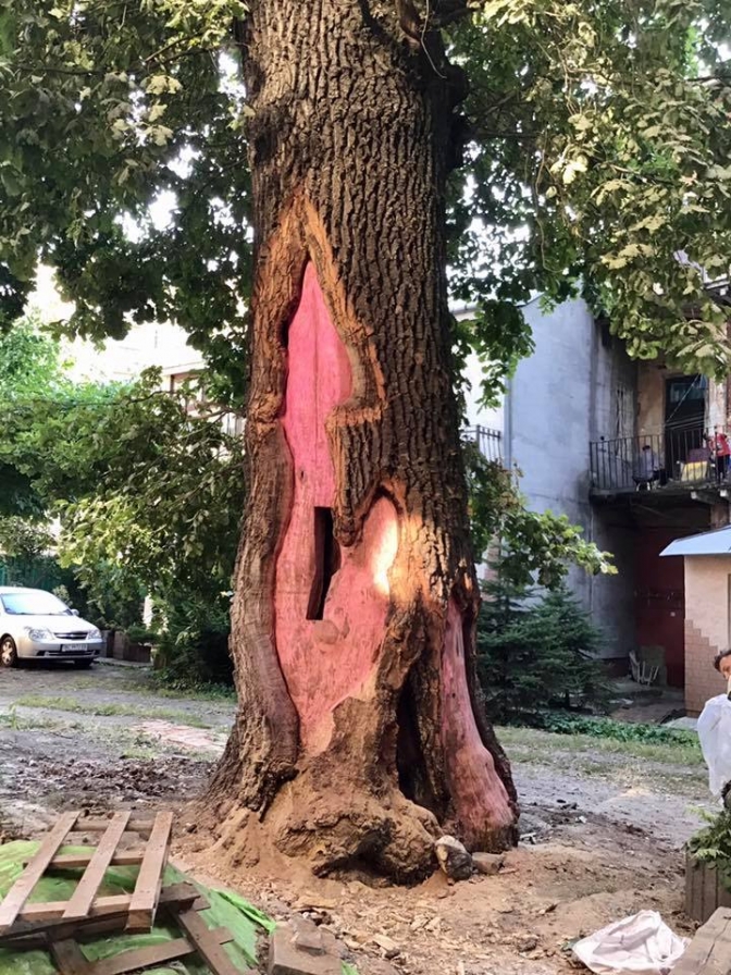 На Шептицьких лікують 450-річний хворий дуб. Фото: Олександра Сладкова. 
