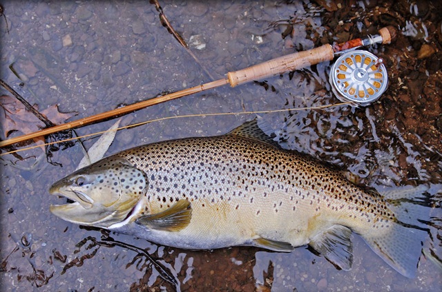 Зимова риболовля у Яремчому. Фото: Skyta.com.ua