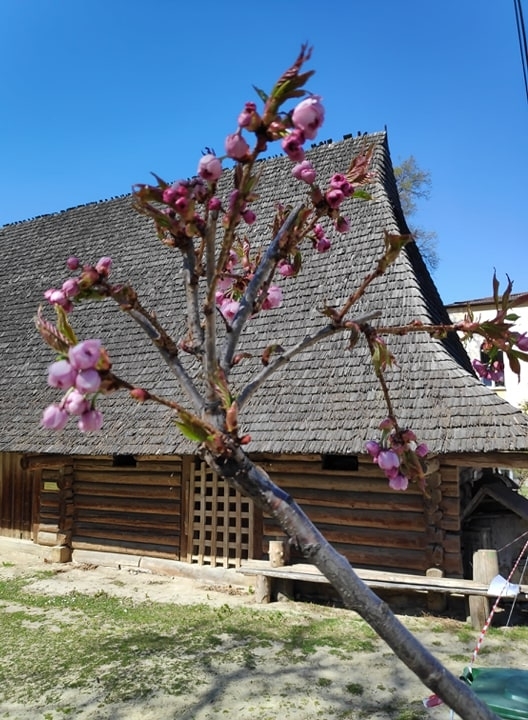 Великоднє диво: у Шевченківському гаю вперше заквітли сакури.