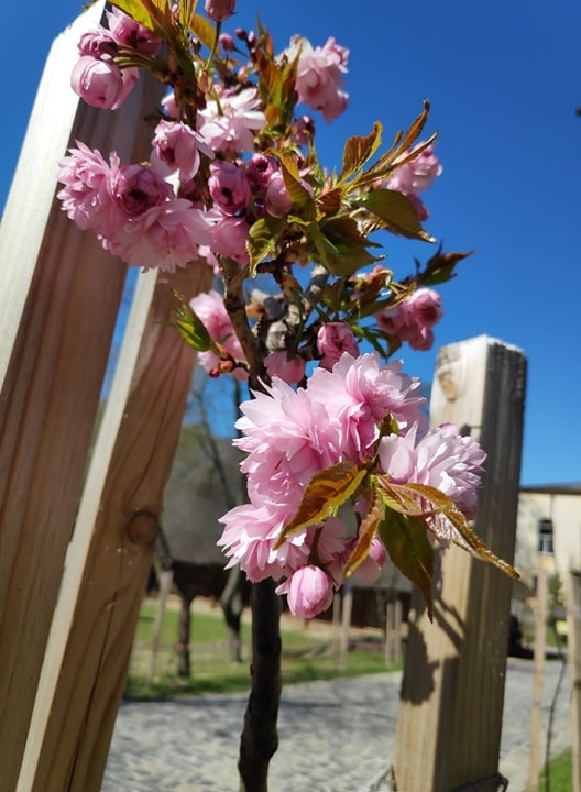 Великоднє диво: у Шевченківському гаю вперше заквітли сакури.