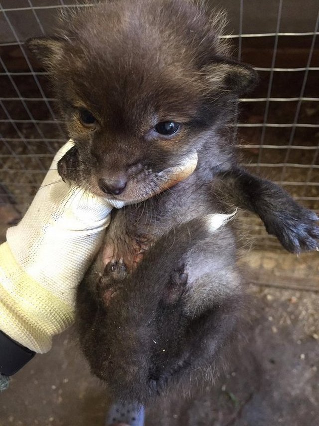 14 лисиць із Домівки врятованих тварин повернули у дику природу. Фото: Орест Залипський.