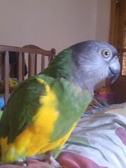 Сенегальський папуга за 16 тисяч гривень.