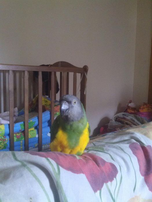 Сенегальський папуга за 16 тисяч гривень.