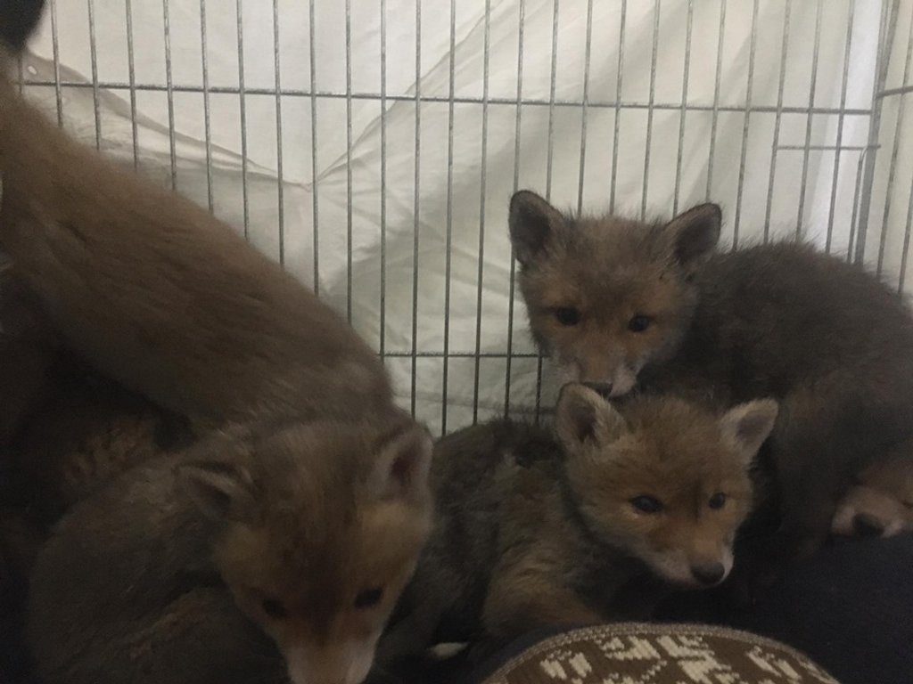 14 лисиць із Домівки врятованих тварин повернули у дику природу. Фото: Орест Залипський. 