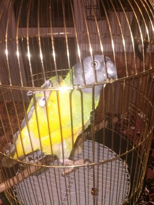 Сенегальський папуга за 16 тисяч гривень.