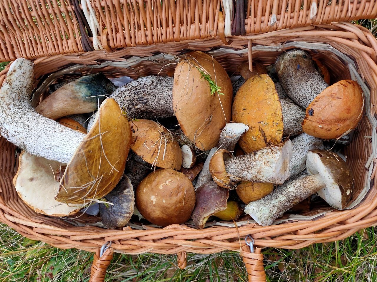 Грибні тури у Карпати.