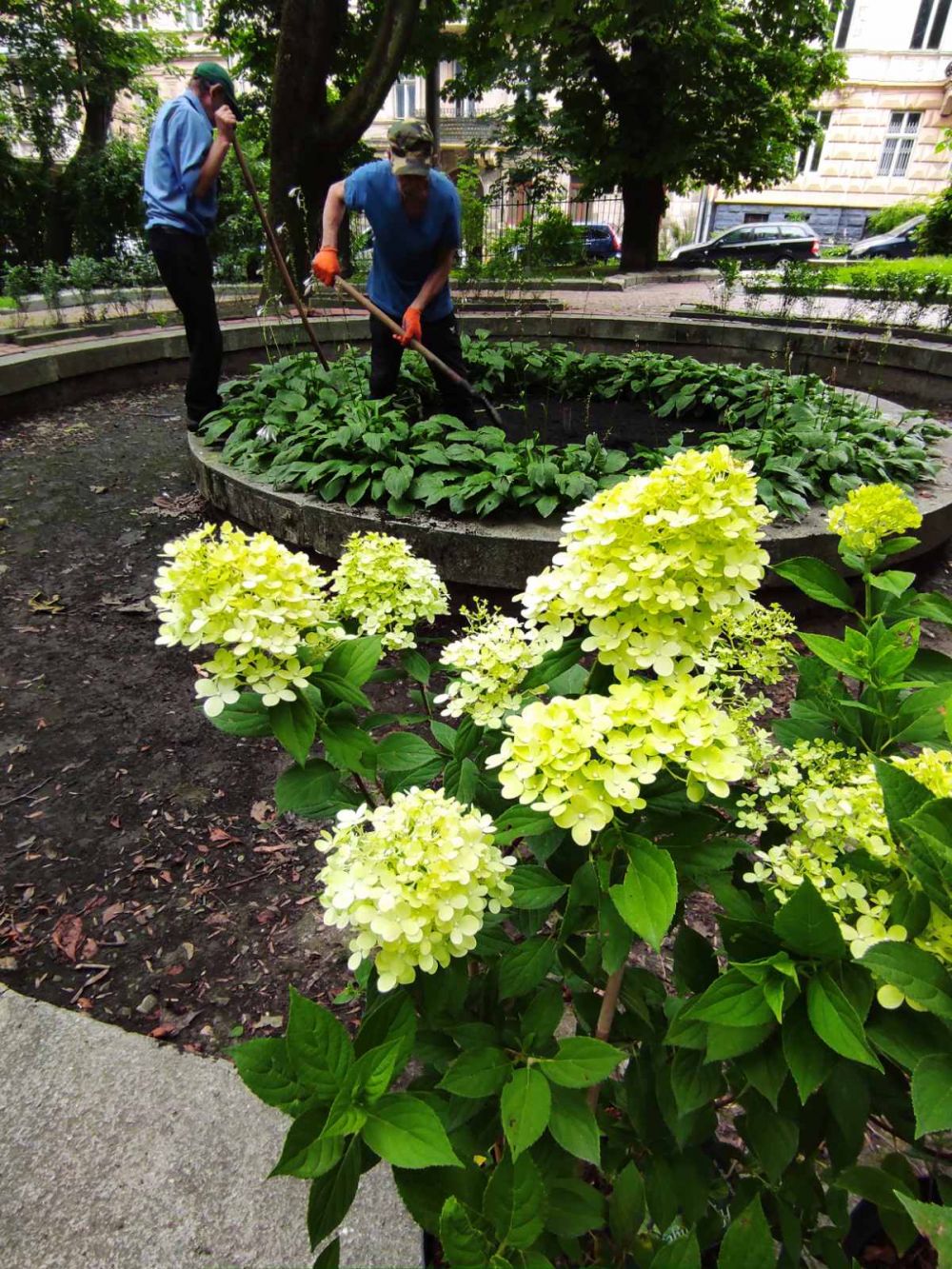 Як його не любити: парк Франка засадили гортензіями з теплиць міської ради. Фото: Львівська міська рада