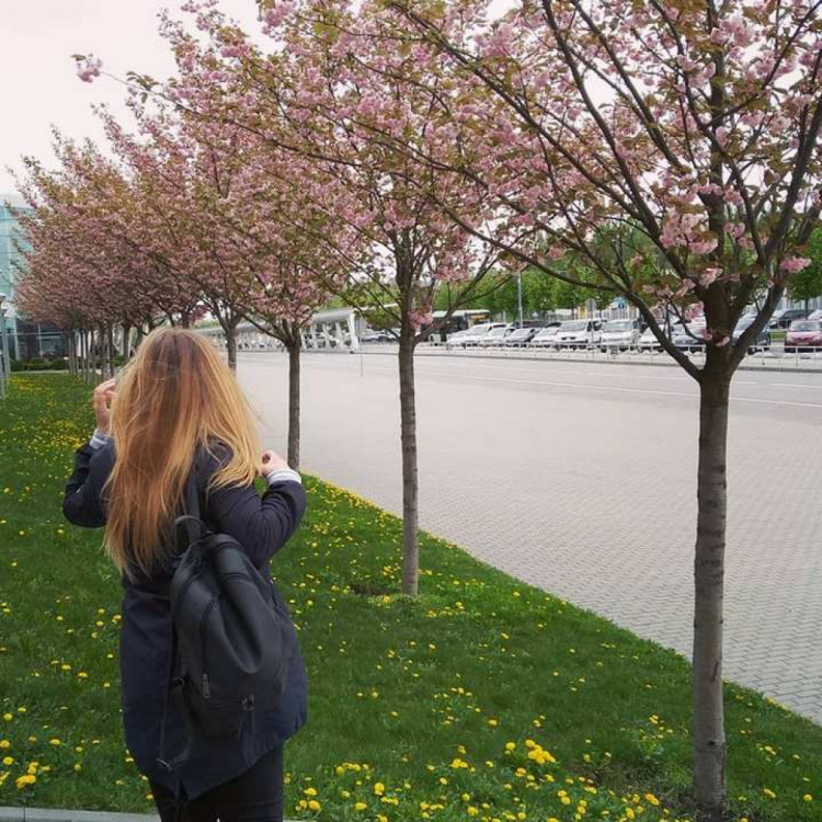 12 інстаграмних локацій у Львові, де квітнуть сакури фото 1