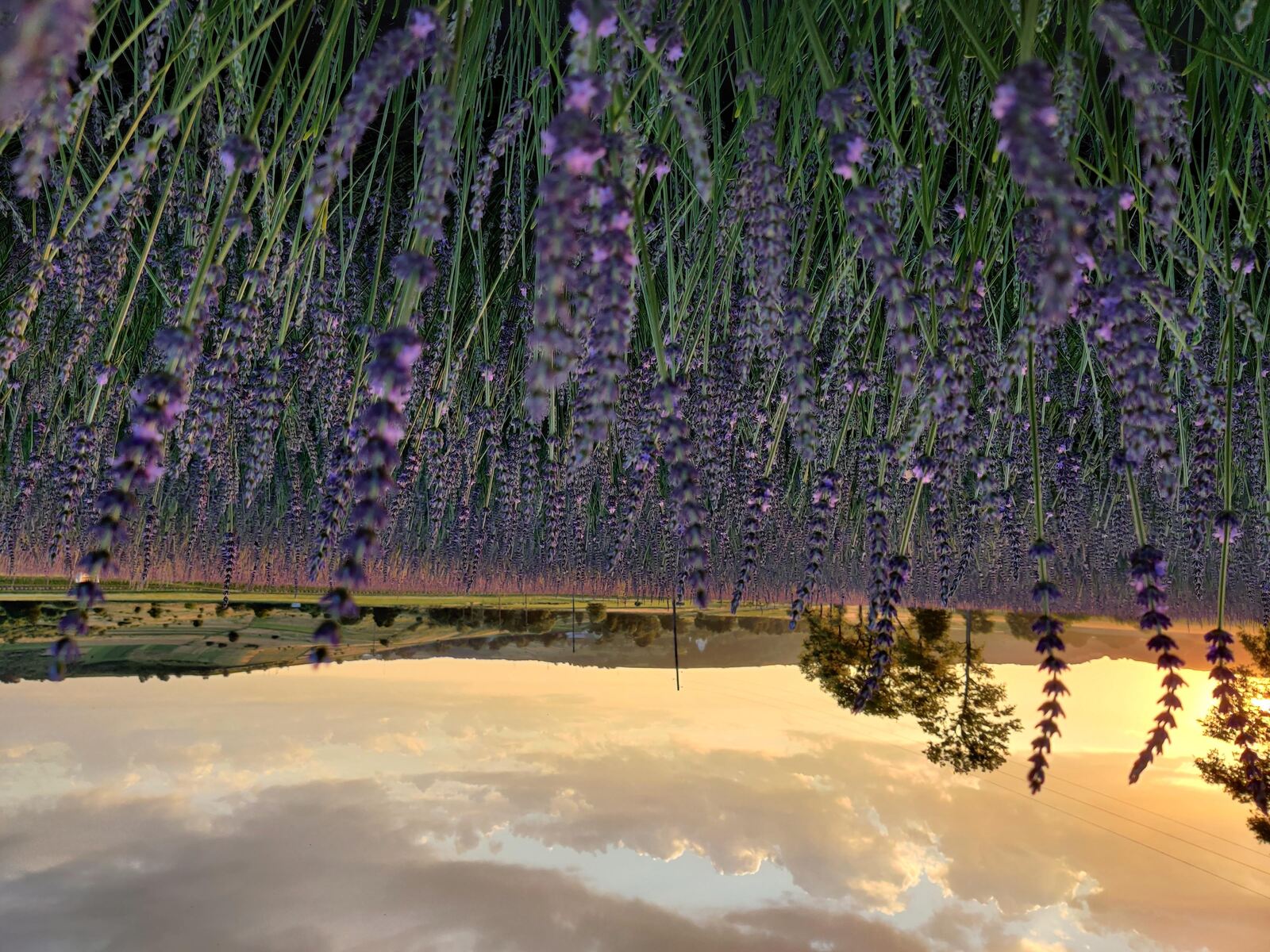 Казкові поля у селі Стрілки Львівської області.