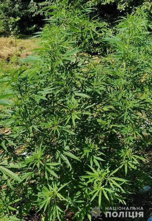 Спецоперація &laquo;Мак&raquo;: львівські поліцейські показали &laquo;урожай&raquo;. Фото: поліція Львівщини.