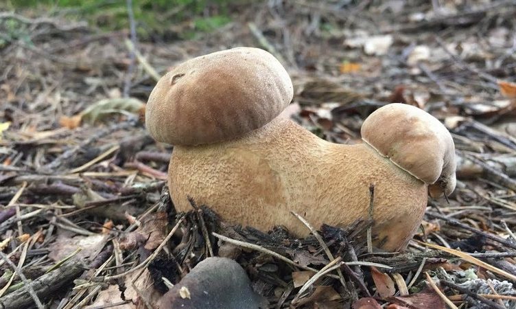 Море грибів: львів’яни публікують фото з «тихого полювання».