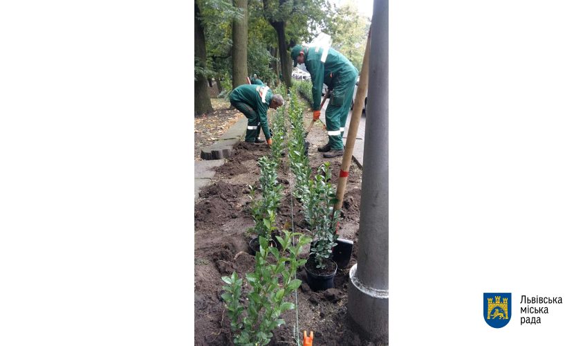 Птахам на радість: на львівських вулицях з’являться живоплоти фото 1